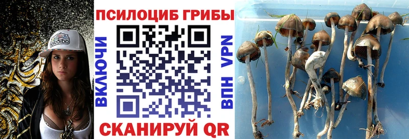 Галлюциногенные грибы Cubensis  MEGA   Фокино 